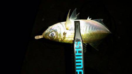 アジングでまさかの…!?