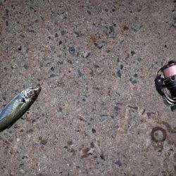 アジングのはずが…