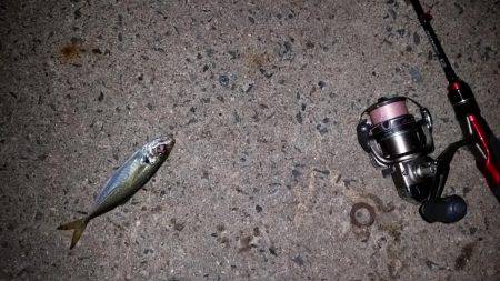 アジングのはずが…