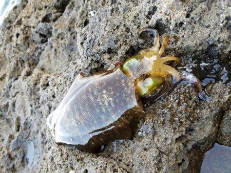 ポイントを変えて