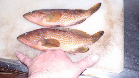 アコウは終盤か