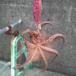 タコ1.5匹です(笑)