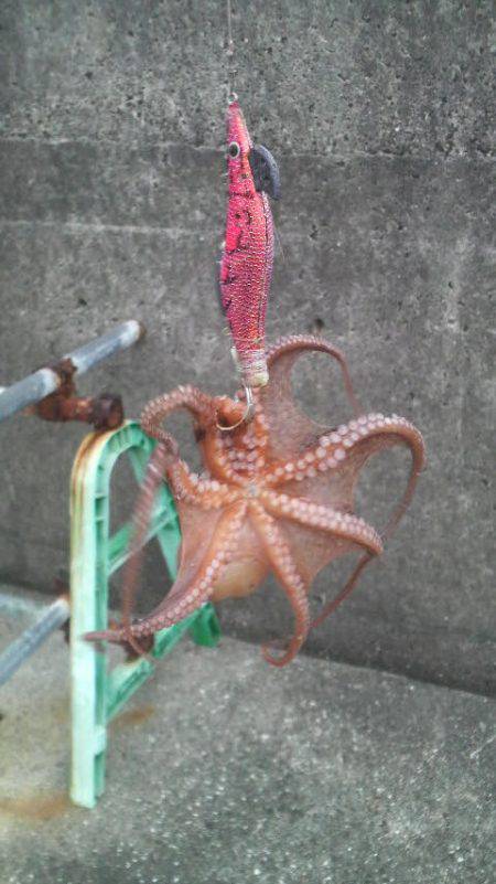 タコ1.5匹です(笑)