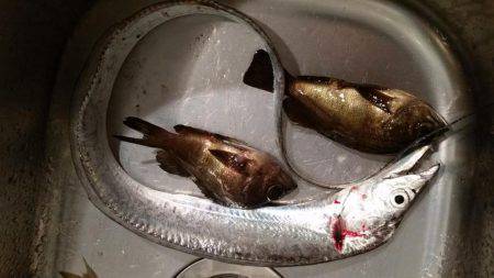 ライトソルト！