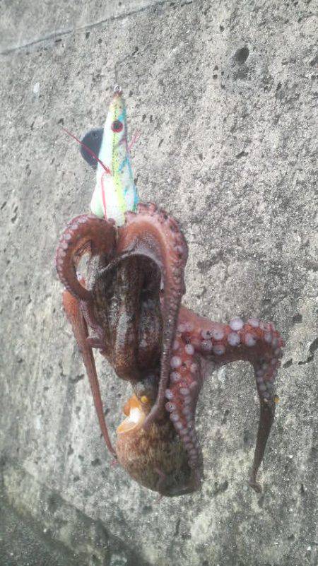 今日で７日間連続タコを釣り上げました（笑）