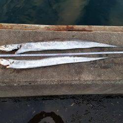 あと３㎝…(　ＴДＴ)