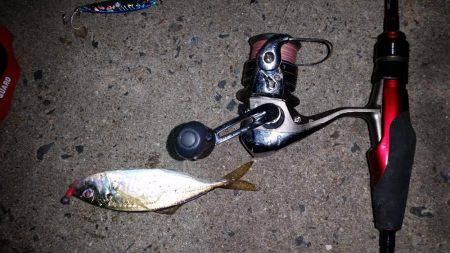 舞洲でアジング！