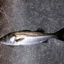 久しぶりのシーバス。