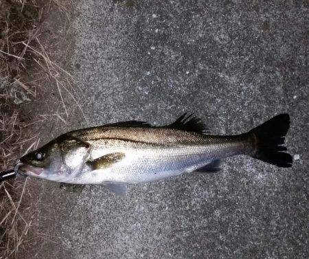 久しぶりのシーバス。