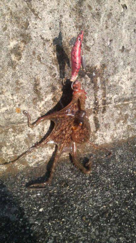 短い時間でもタコが釣れた！