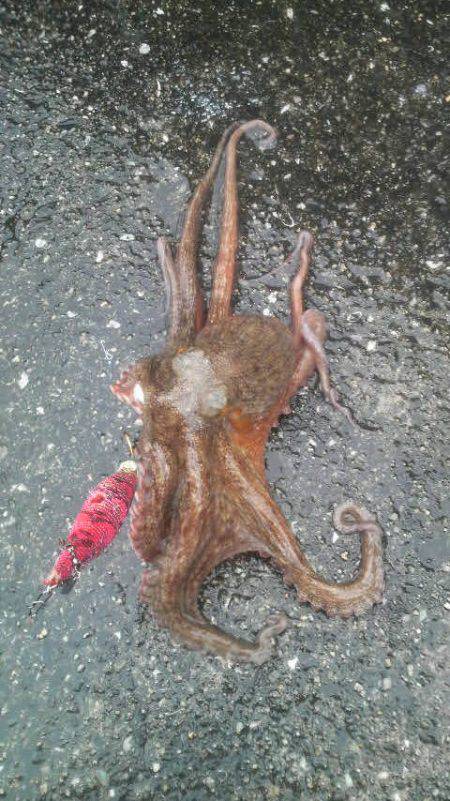 今日はダメかと思ったが・・・◎