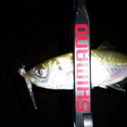 アジング終盤戦