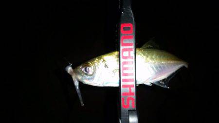 アジング終盤戦