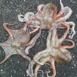 タコの無敗記録更新中！