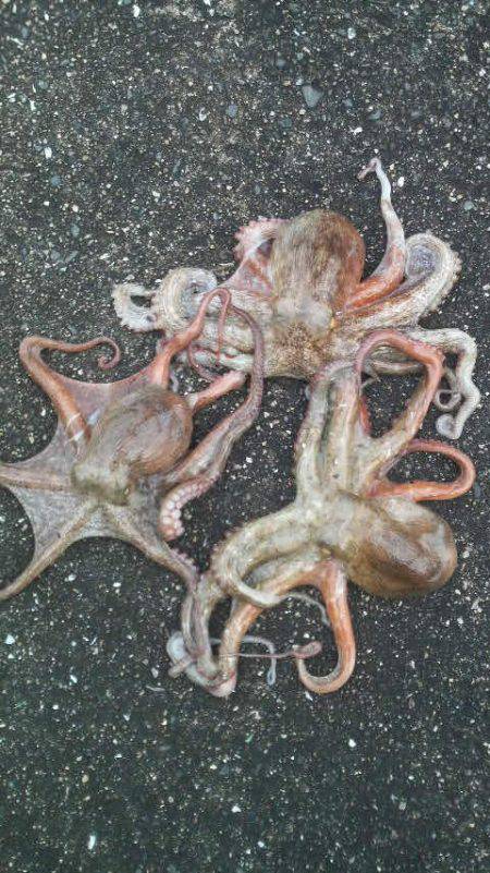 タコの無敗記録更新中！