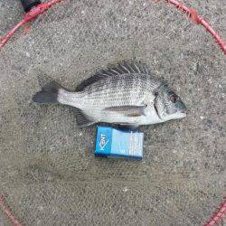 マリーナ釣り公園