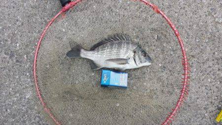 マリーナ釣り公園