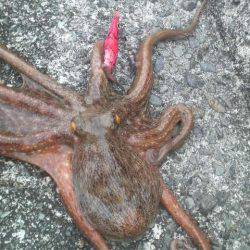 小さい数釣りより大きい1匹がいい!