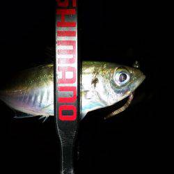 いれば釣れるアジング♪