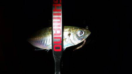 いれば釣れるアジング♪