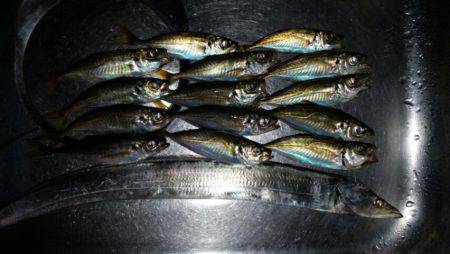 アジ、タチ調査