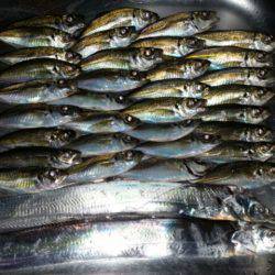 アジ、タチ調査