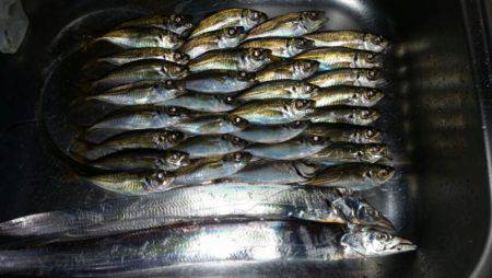 アジ、タチ調査