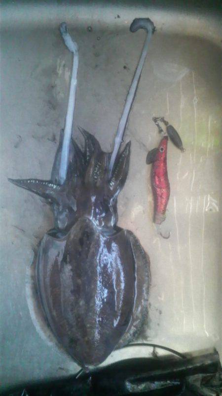 コウイカのでかいの釣れた！