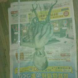 アイナメ目的でたこゲット