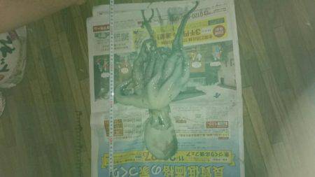 アイナメ目的でたこゲット