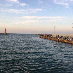 深日でマイワシ貧果、岸和田でアジ大漁