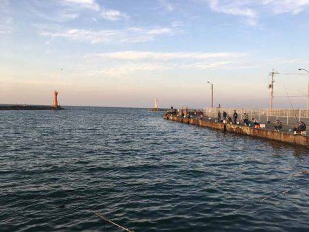 深日でマイワシ貧果、岸和田でアジ大漁