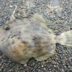 焼津港　タコ釣り、サビキ釣り　２７日、２８日