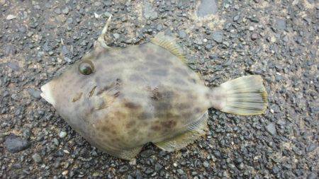 焼津港　タコ釣り、サビキ釣り　２７日、２８日