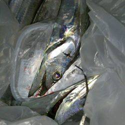 寒い中でもタチウオハンター