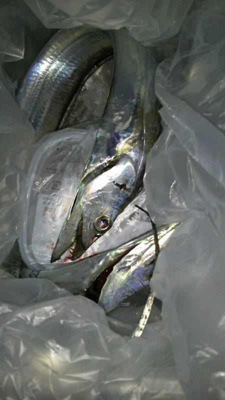 寒い中でもタチウオハンター