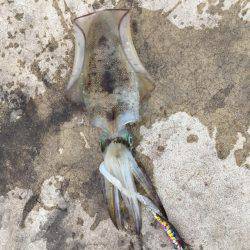 初コウイカ＆今季初秋イカ