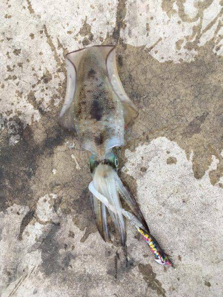 初コウイカ＆今季初秋イカ