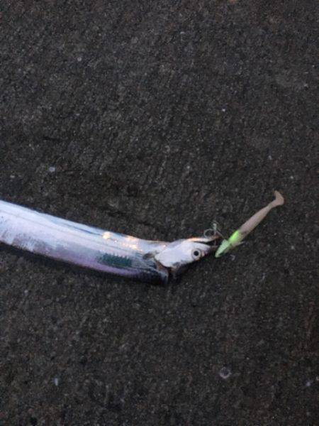 南芦屋浜タチウオ