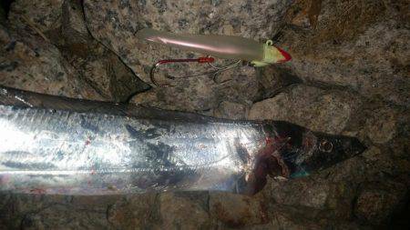 夕マヅメにタチウオワインド