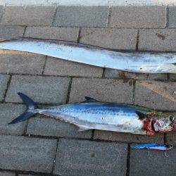 朝マヅメ青物調査