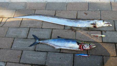 朝マヅメ青物調査