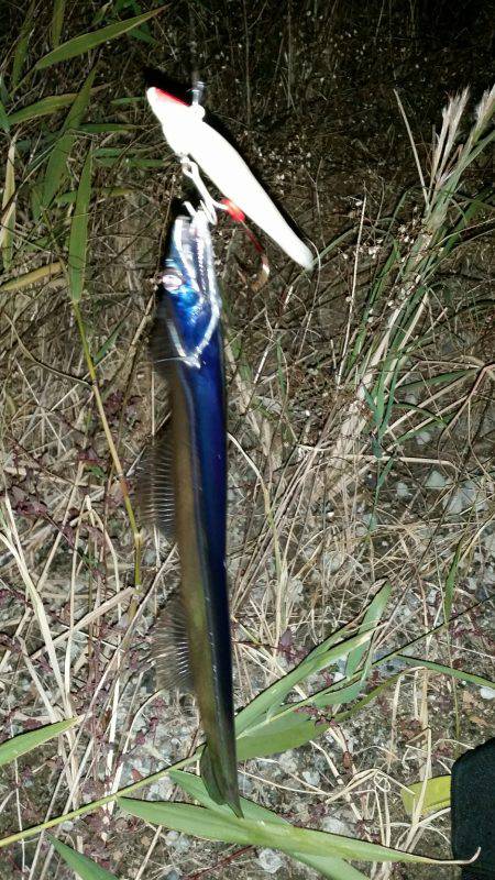 夕マヅメにタチウオワインド