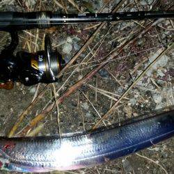 夕マヅメにタチウオワインド