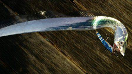 朝マヅメ舞洲調査