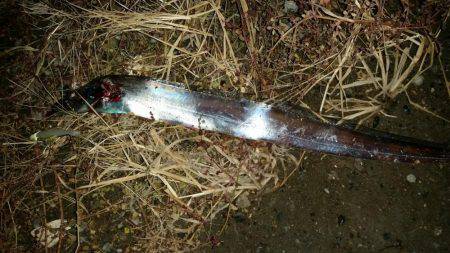 逃がした魚はドラゴン