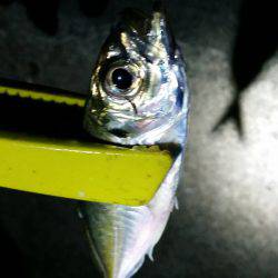 アジングサビキに挑戦!!