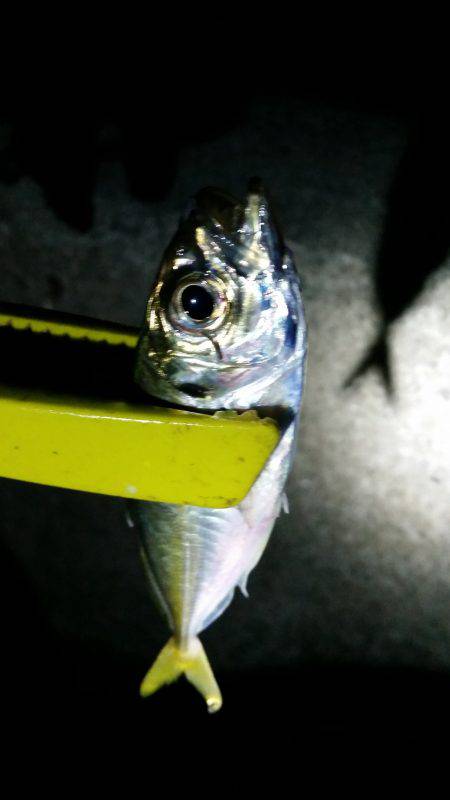 アジングサビキに挑戦！！