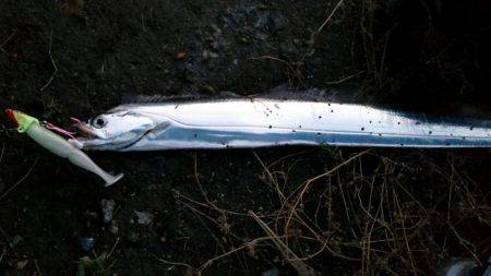 アジングサビキとタチウオ