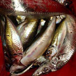 夕まづめに五目釣り